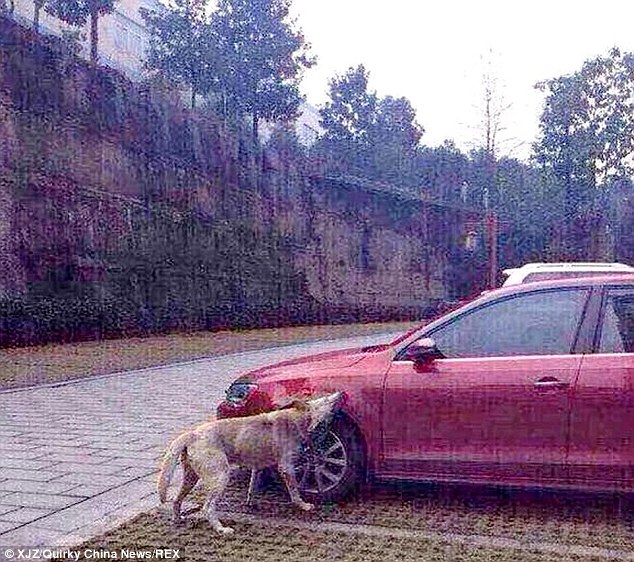 Một chú chó cắn hốc bánh của chiếc Volkswagen.