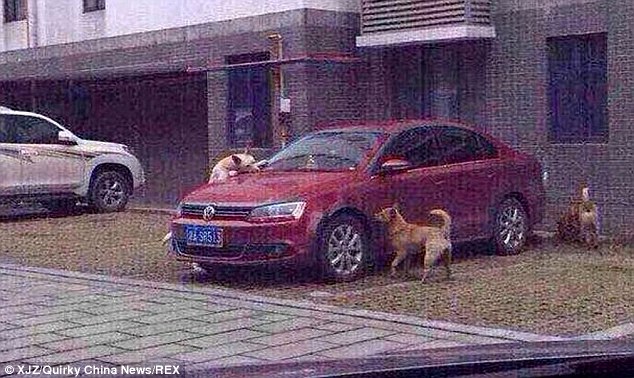 Đàn chó vây quanh chiếc Volkswagen màu đỏ để cắn.