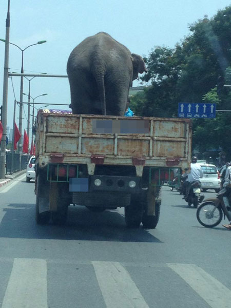 Hình ảnh xe tải biển xanh chở voi trên đường Hà Nội gây xôn xao. Ảnh: Khoa Lê/Otofun