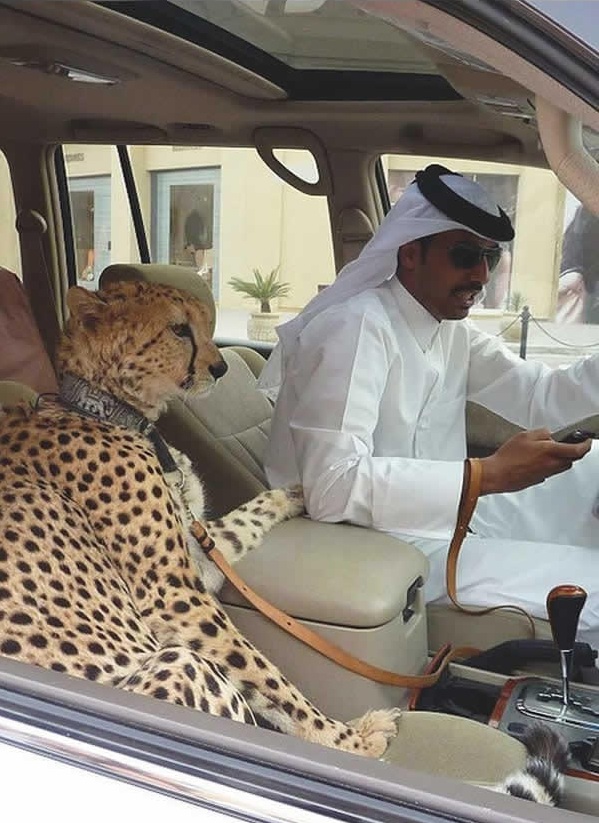 
Người ngồi với người trong xe đã là chuyện xưa rồi. Tại Dubai, ghế phụ lái giờ còn dành cho những động vật hoang dã có phần nguy hiểm như báo gấm...
