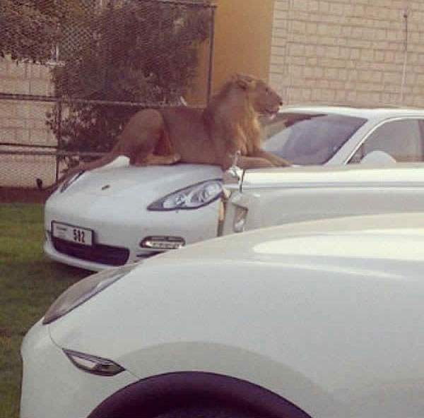 
Những chú sư tử có vẻ rất thích nằm trên nắp capô xe hơi. Chú sư tử trong ảnh trông rất thoải mái khi nằm trên nắp capô của chiếc Porsche trắng muốt. Đây cũng có thể là cách đuổi những tên trộm khỏi chiếc xế cưng của nhà giàu Dubai.
