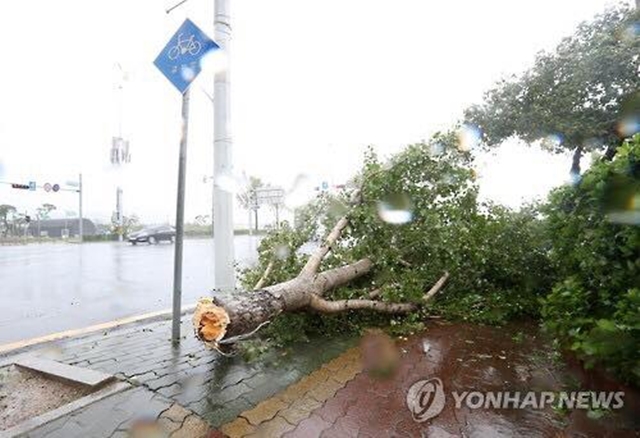 
Cơn bão Chaba cũng khiến nhiều cây xanh gãy đổ ra đường.
