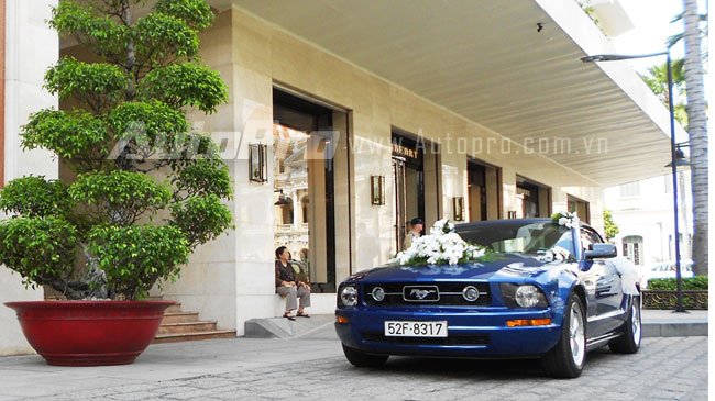 Ngựa hoang Mustang l&agrave;m xe d&acirc;u ở S&agrave;i G&ograve;n 1