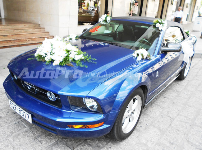Ngựa hoang Mustang l&agrave;m xe d&acirc;u ở S&agrave;i G&ograve;n 2