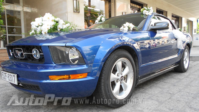 Ngựa hoang Mustang l&agrave;m xe d&acirc;u ở S&agrave;i G&ograve;n 3