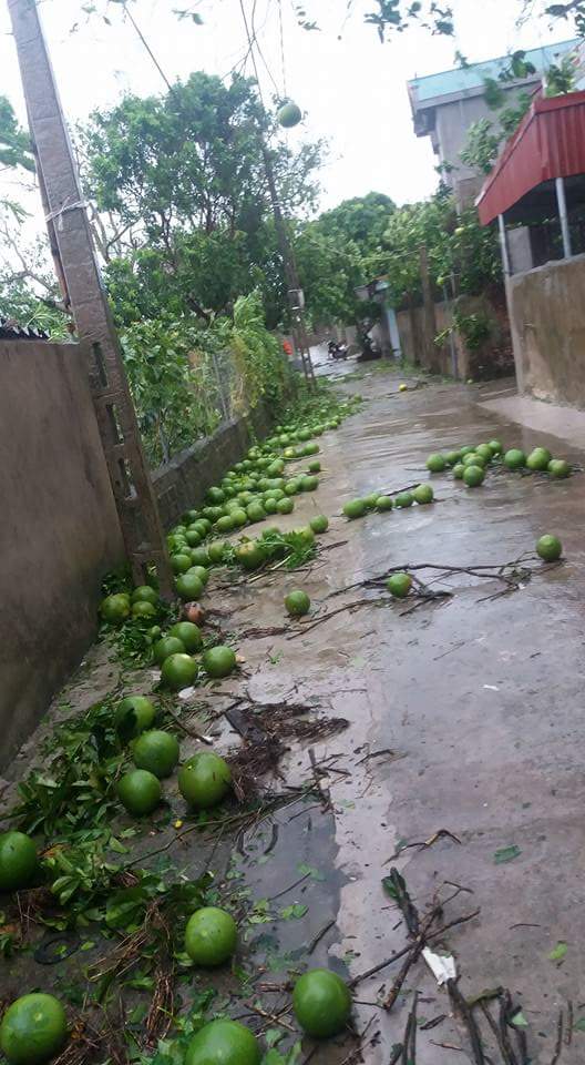 
Hàng chục quả bưởi chưa đến lúc thu hoạch bị rụng vì mưa bão.
