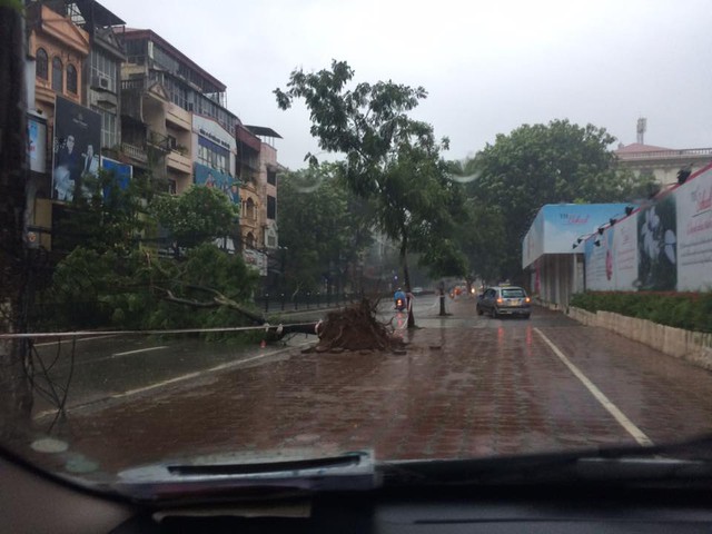 
Một cây lớn bị gió giật bung gốc, đổ ra ngang đường trên phố Chùa Bộc.
