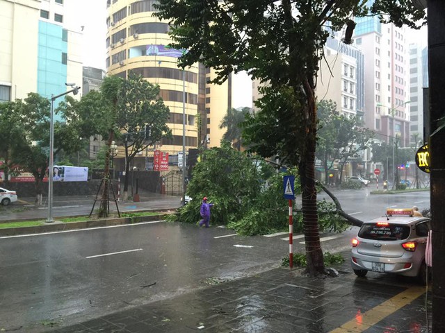 
Tình cảnh cây đổ tiếp diễn trên phố Láng Hạ. Rất may không có ai bị thương hoặc xe cộ bị đè bẹp.
