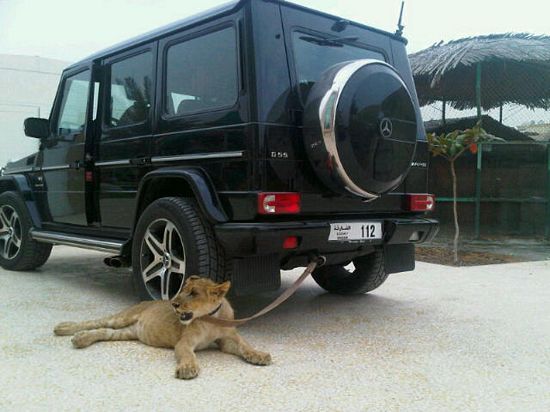 Đại gia Trung Đông với thú chơi siêu xe và... sư tử 1