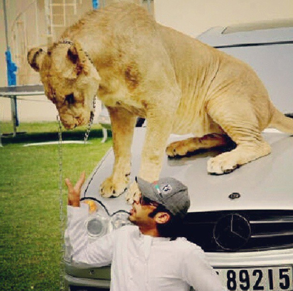 Đại gia Trung Đông với thú chơi siêu xe và... sư tử 12