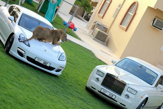 Đại gia Trung Đông với thú chơi siêu xe và... sư tử 2