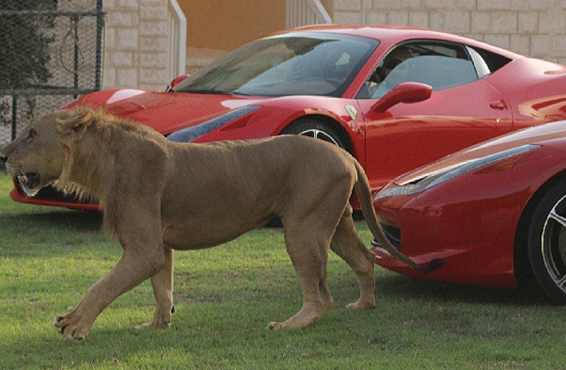Đại gia Trung Đông với thú chơi siêu xe và... sư tử 16