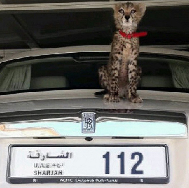 Đại gia Trung Đông với thú chơi siêu xe và... sư tử 18