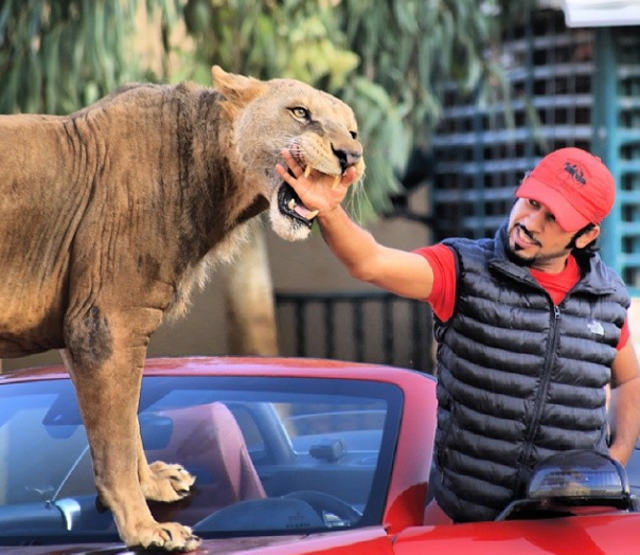 Đại gia Trung Đông với thú chơi siêu xe và... sư tử 19