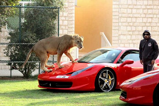 Đại gia Trung Đông với thú chơi siêu xe và... sư tử 3