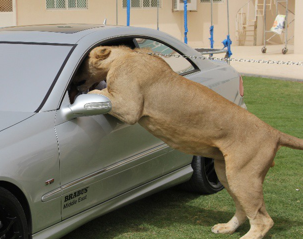Đại gia Trung Đông với thú chơi siêu xe và... sư tử 23