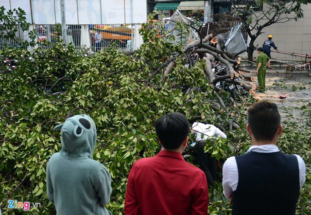 Khoảng 15h, một cây cổ thụ nằm trước Nhà hát Hòa Bình trên đường 3/2 (quận 10) bất ngờ bị bật gốc đổ xuống sân.