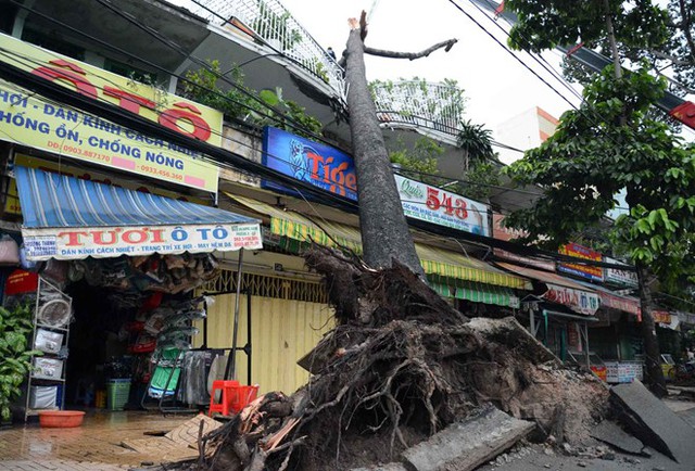 Cùng thời điểm đó, một cây cổ thụ cao hơn 20 m cũng bị bật gốc đổ đè lên ngôi nhà ở góc đường An Dương Vương - Trần Phú (quận 5). Gốc cây đã hất tung mảng nhựa đường. Sự việc khiến nhiều người sống xung quanh hoảng sợ.