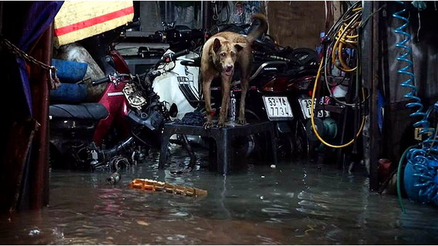 
Chú chó đứng lên chiếc bàn rồi nhìn chằm chằm vào dòng nước đang chảy. Facebook Lê Nguyễn Hương Trà
