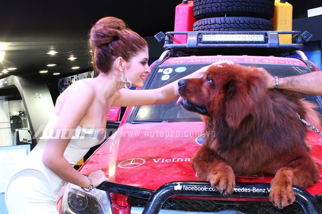 VMS 2013: Chó ngao Tây Tạng xuất hiện tại triển lãm ôtô 6