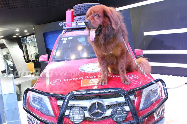 VMS 2013: Chó ngao Tây Tạng xuất hiện tại triển lãm ôtô 7