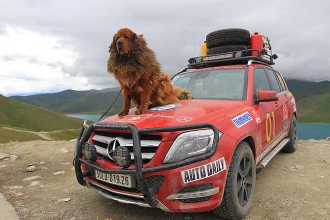 VMS 2013: Chó ngao Tây Tạng xuất hiện tại triển lãm ôtô 3