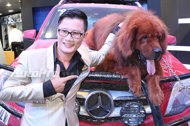 VMS 2013: Chó ngao Tây Tạng xuất hiện tại triển lãm ôtô 8