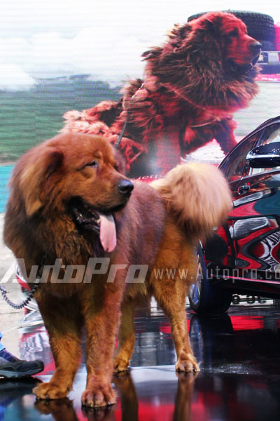 VMS 2013: Chó ngao Tây Tạng xuất hiện tại triển lãm ôtô 5