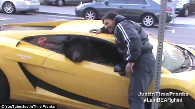 Gấu đi chơi bằng Lamborghini gây tắc nghẽn giao thông 1