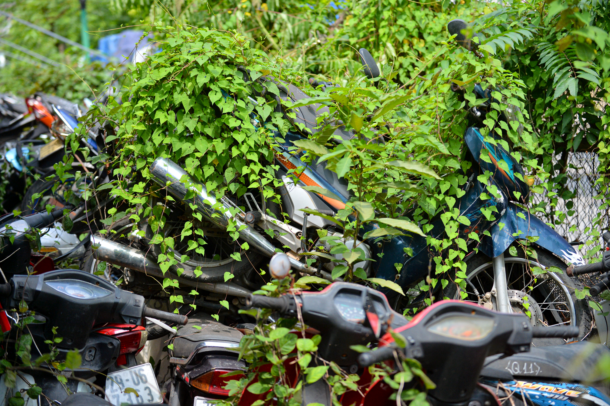 Ảnh, clip: Hàng nghìn chiếc xe máy phơi nắng, dây leo quấn chằng chịt tại bãi trông giữ xe vi phạm ở Hà Nội - Ảnh 14.