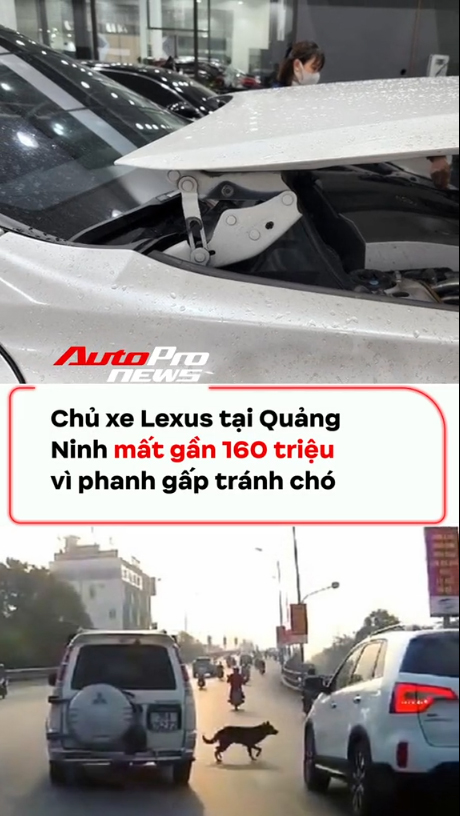 Chủ xe Lexus tại Quảng Ninh mất 160 triệu đồng vì tránh chó chạy qua đường