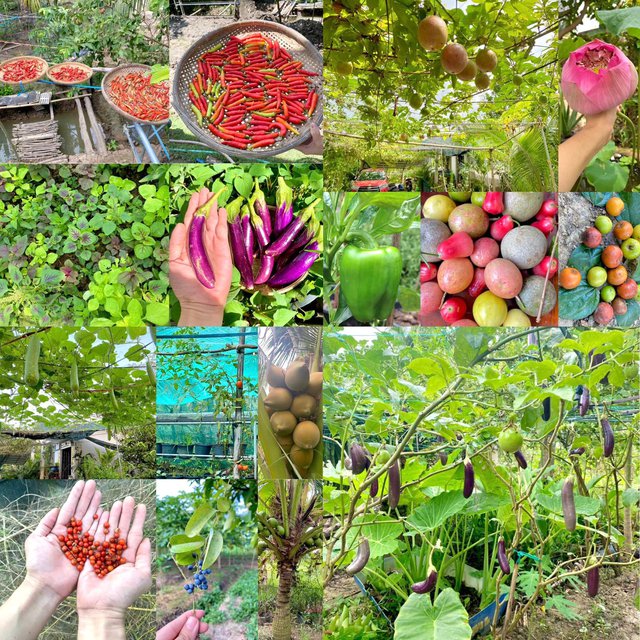 Chàng trai đi phượt khắp Việt Nam bằng xe lăn: Tạo ra điều kỳ diệu cho chính mình, tự tay làm nên khu vườn nhỏ mơ ước - Ảnh 7. Chàng trai đi phượt khắp Việt Nam bằng xe lăn: Tạo ra điều kỳ diệu cho chính mình, tự tay làm nên khu vườn nhỏ mơ ước - Ảnh 7.