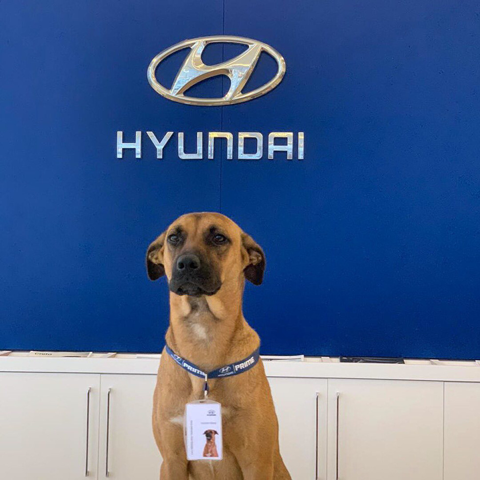 Hyundai tuyển chó làm nhân viên, đặt tên là Tucson và hút khách chưa từng thấy - Ảnh 2.
