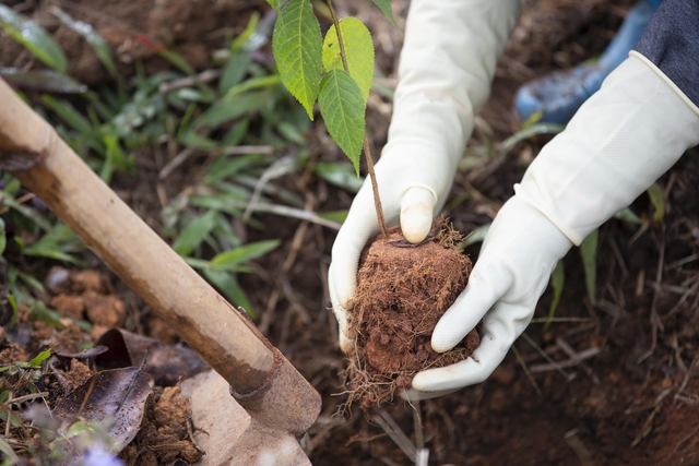 “Ngân hàng cây xanh” TreeBank và câu chuyện lạ: Không cần đất cũng có thể trồng rừng - Ảnh 2.