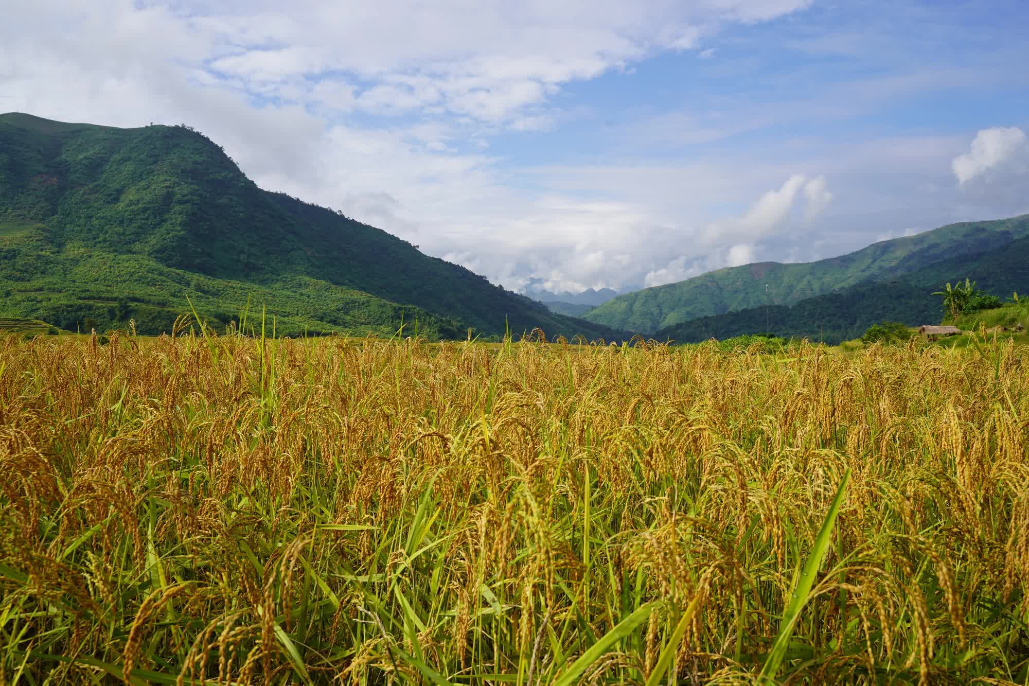 Người truyền cảm hứng làm nông nghiệp ứng phó biến đổi khí hậu ở xã bản vùng cao, đưa cây lúa địa phương thành "đặc sản 3 sao" nức tiếng - Ảnh 8.