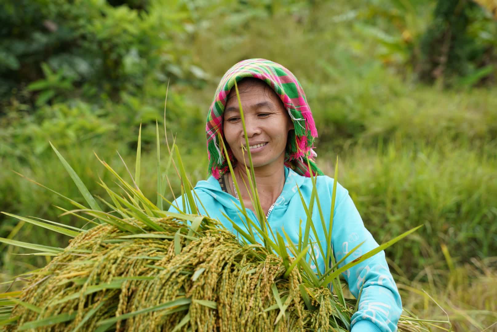 Người truyền cảm hứng làm nông nghiệp ứng phó biến đổi khí hậu ở xã bản vùng cao, đưa cây lúa địa phương thành "đặc sản 3 sao" nức tiếng - Ảnh 1.