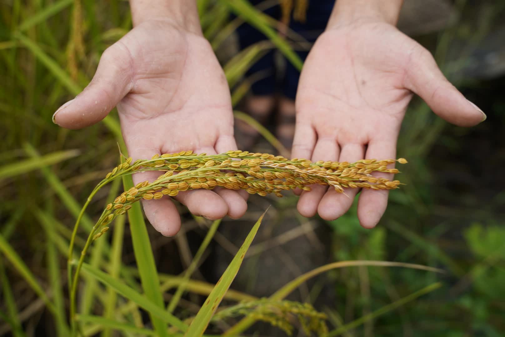 Người truyền cảm hứng làm nông nghiệp ứng phó biến đổi khí hậu ở xã bản vùng cao, đưa cây lúa địa phương thành "đặc sản 3 sao" nức tiếng - Ảnh 4.