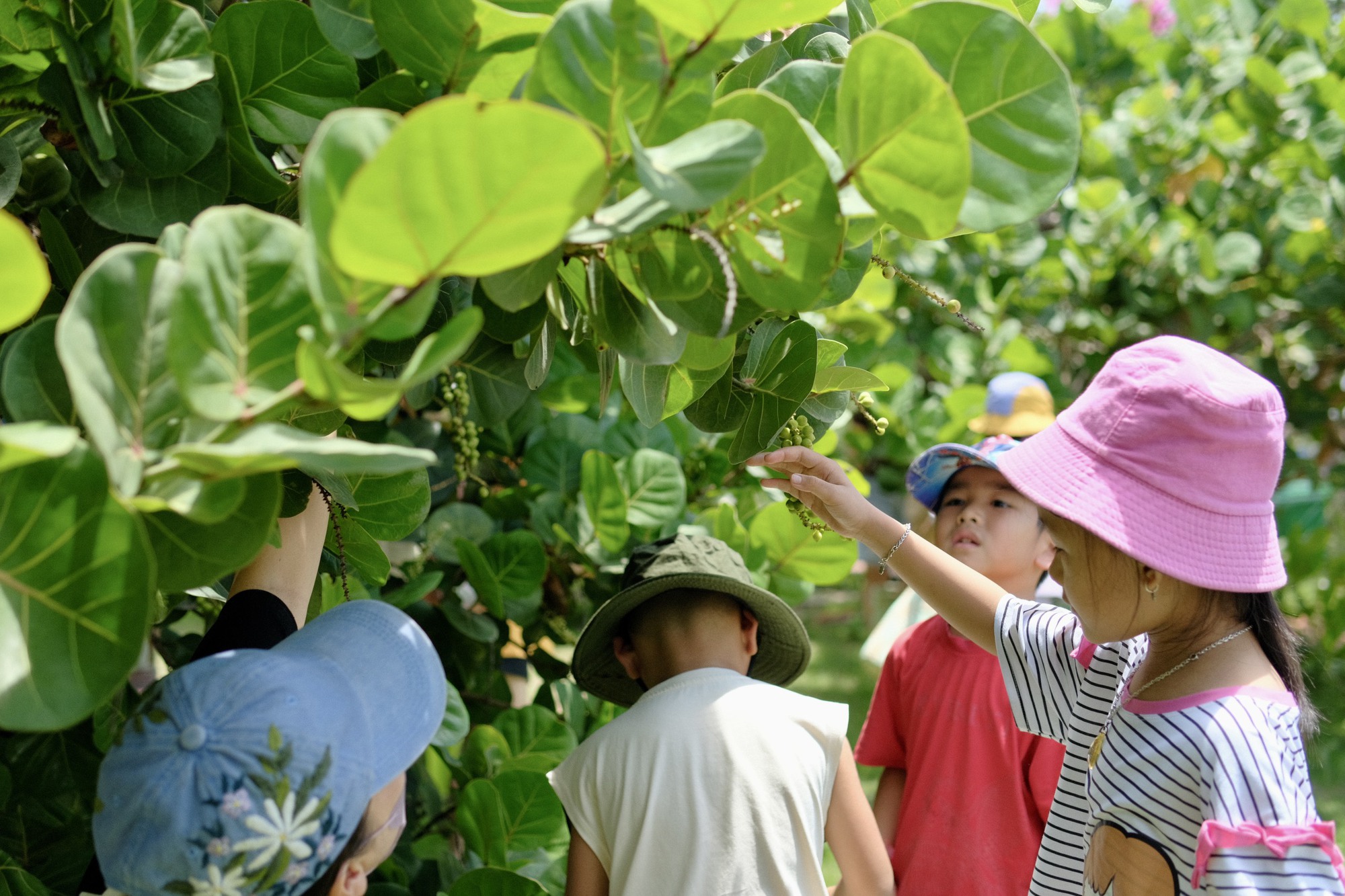 Chủ homestay đi gom lá nho biển giá 200 đồng, làm thành thứ đắt gấp mấy lần vẫn lỗ: Vì hai chữ “Hy Vọng” - Ảnh 6. Chủ homestay đi gom lá nho biển giá 200 đồng, làm thành thứ đắt gấp mấy lần vẫn lỗ: Vì hai chữ “Hy Vọng” - Ảnh 6.