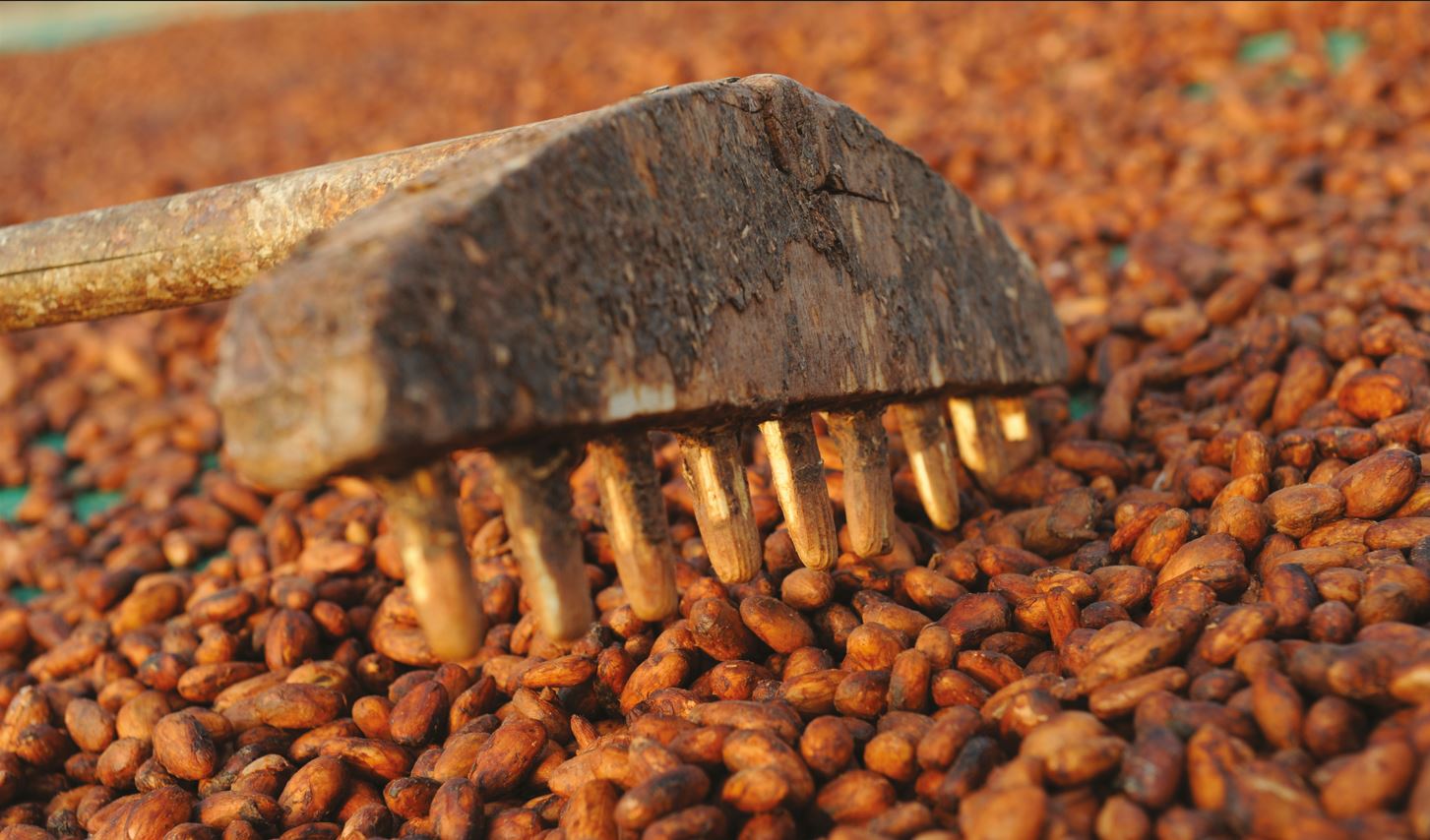 Từ cây cacao đến socola chỉ trong 60 ngày - Hành trình kỳ diệu của dòng socola trung hòa carbon tại Việt Nam - Ảnh 3.