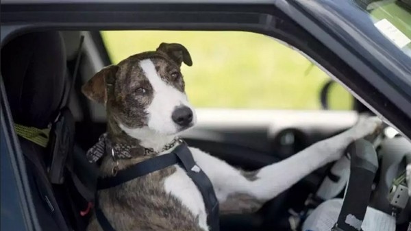 Sợ bị kiểm tra nồng độ cồn, một tài xế đổi chỗ để cho chú chó của mình ngồi lái xe - Ảnh 1.