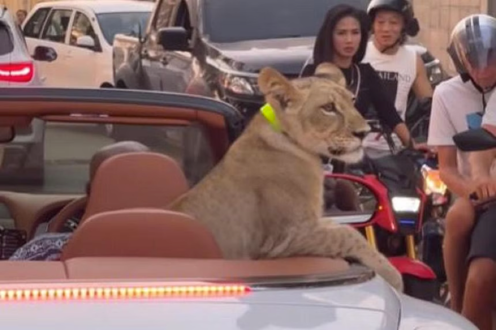 Sư tử cưỡi siêu xe Bentley dạo phố gây tranh cãi ở Thái Lan- Ảnh 1.