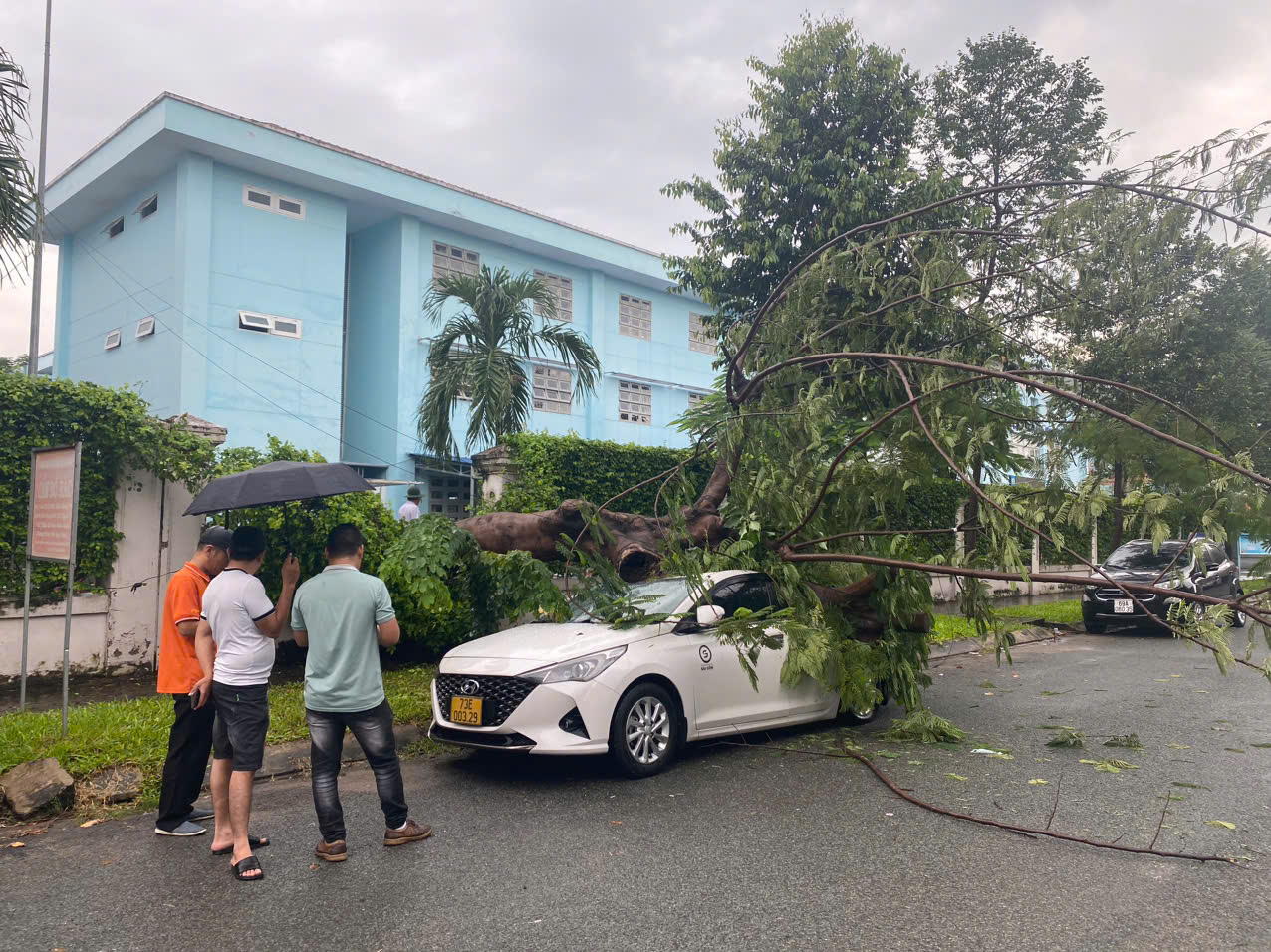 TP HCM: Cây trong trường tiểu học bật gốc, đè ô tô ngoài đường- Ảnh 2.