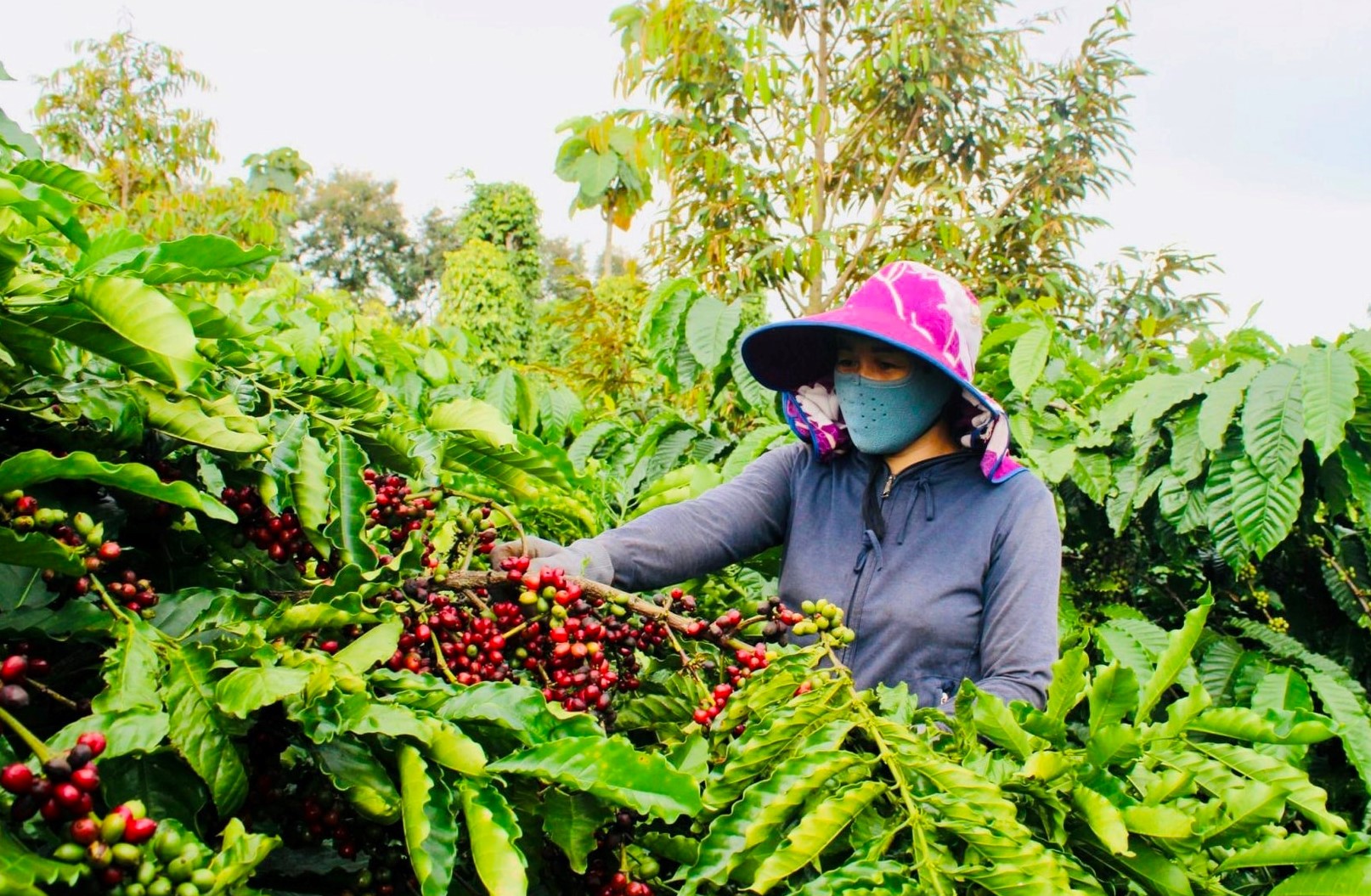 Giá nông sản tăng cao, nông dân sắm ô tô… chuyện dễ!- Ảnh 1.