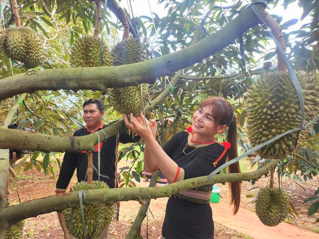 Giá nông sản tăng cao, nông dân sắm ô tô… chuyện dễ!- Ảnh 6.