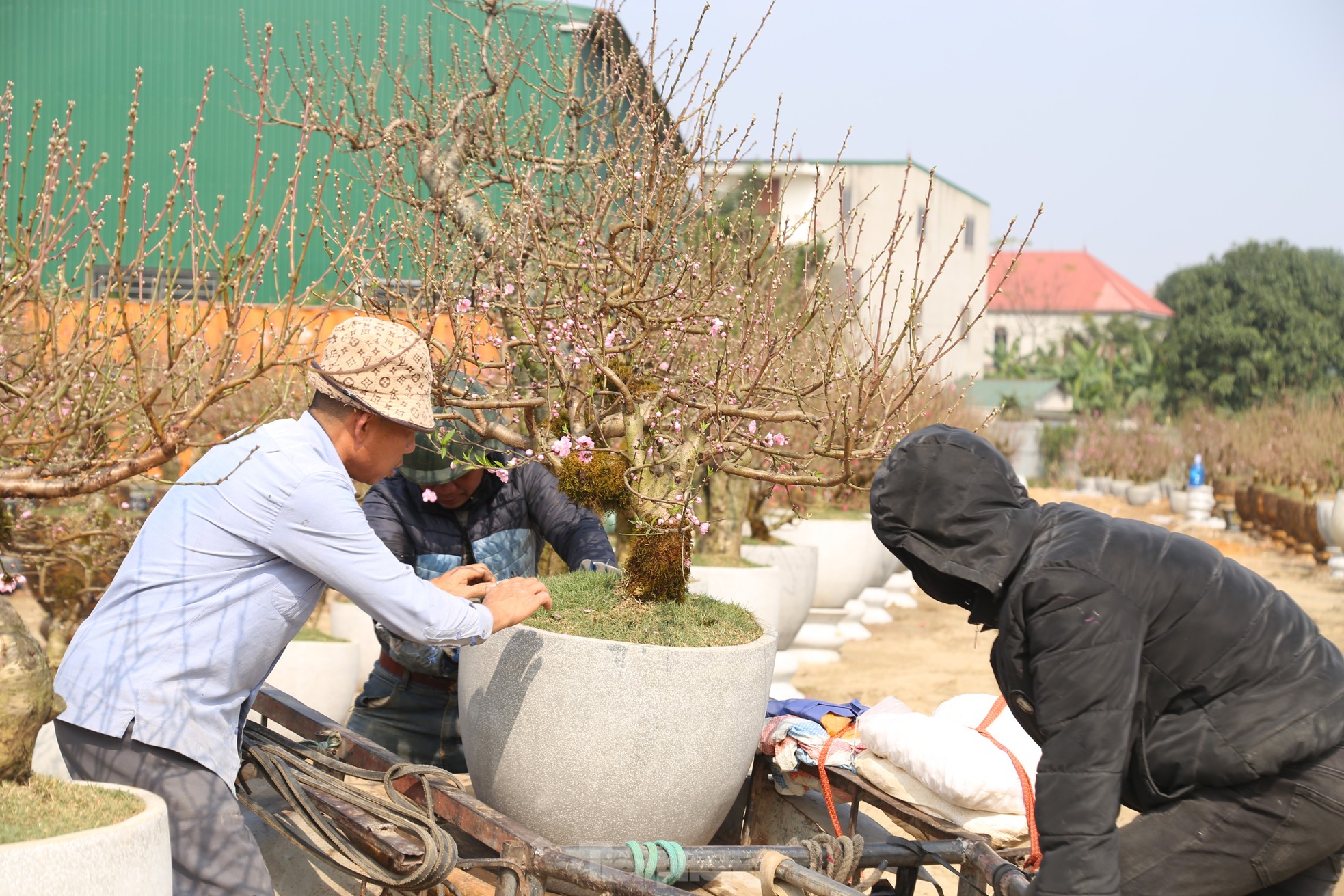 Thu nhập của 'người chở mùa xuân' giảm mạnh vụ Tết- Ảnh 2. Thu nhập của 'người chở mùa xuân' giảm mạnh vụ Tết- Ảnh 2.