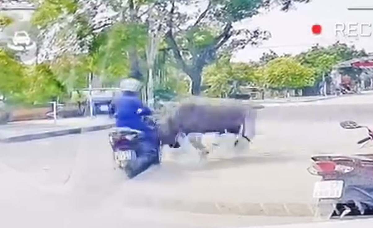 VIDEO: Trâu "điên" truy sát người phụ nữ đi xe máy trên đường- Ảnh 1.