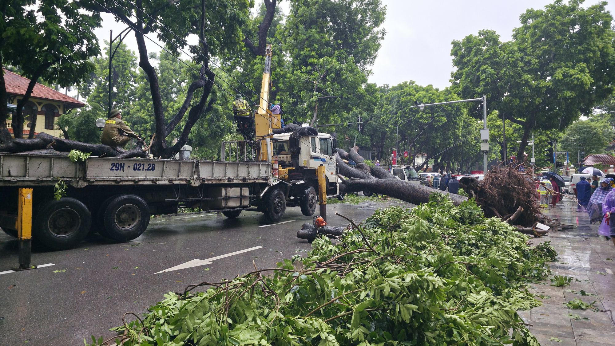 Chủ xe kể 30 giây kinh hoàng khi cây lớn bật gốc đè trúng ô tô giữa phố tại Hà Nội- Ảnh 4. Chủ xe kể 30 giây kinh hoàng khi cây lớn bật gốc đè trúng ô tô giữa phố tại Hà Nội- Ảnh 4.