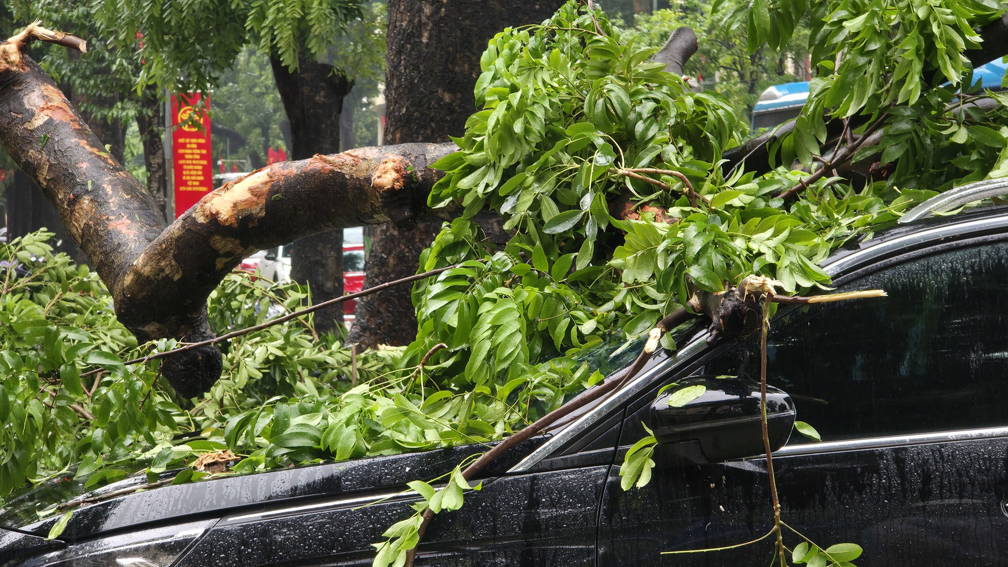 Chủ xe kể 30 giây kinh hoàng khi cây lớn bật gốc đè trúng ô tô giữa phố tại Hà Nội- Ảnh 2. Chủ xe kể 30 giây kinh hoàng khi cây lớn bật gốc đè trúng ô tô giữa phố tại Hà Nội- Ảnh 2.