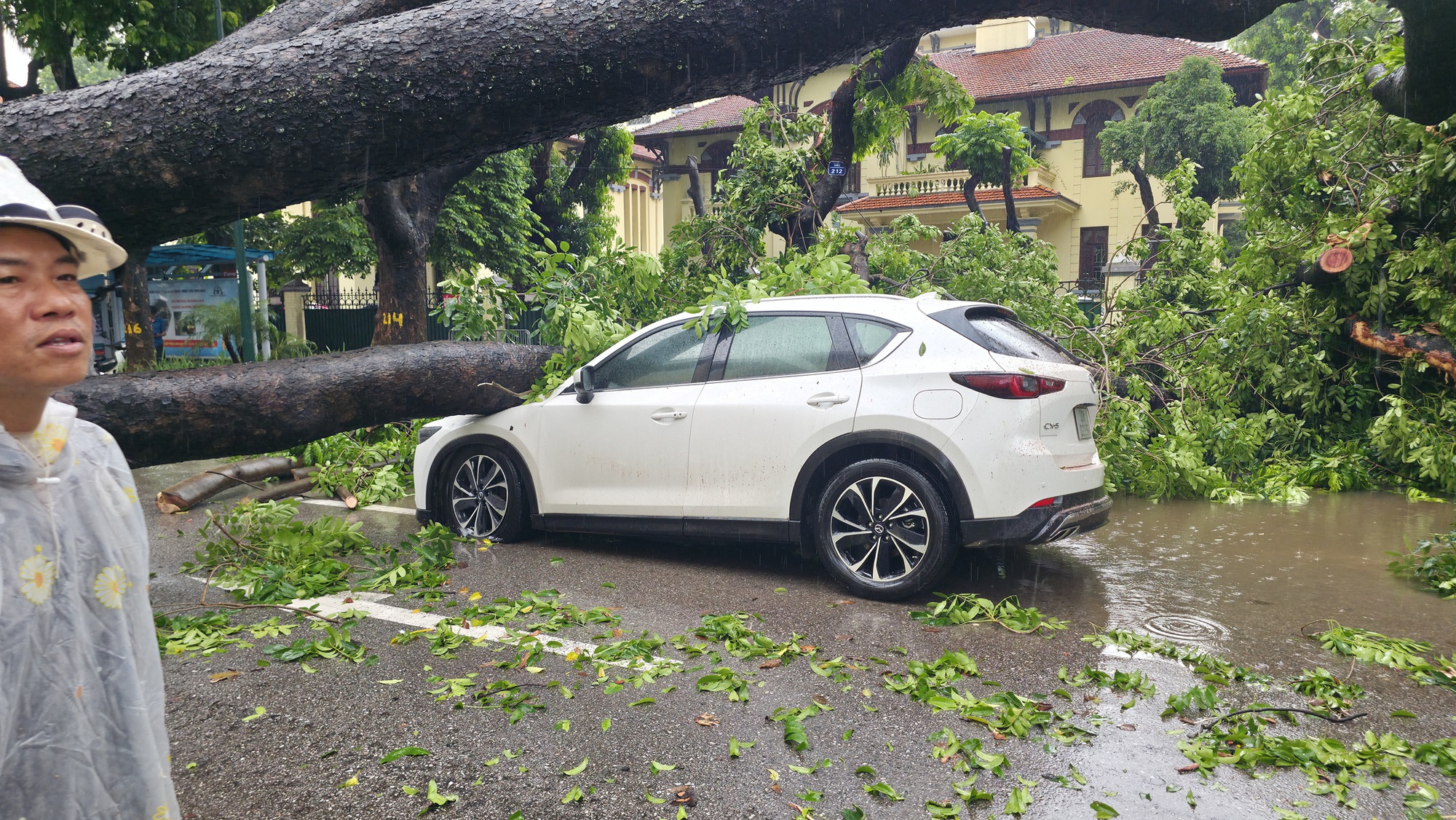 Chủ xe kể 30 giây kinh hoàng khi cây lớn bật gốc đè trúng ô tô giữa phố tại Hà Nội- Ảnh 6. Chủ xe kể 30 giây kinh hoàng khi cây lớn bật gốc đè trúng ô tô giữa phố tại Hà Nội- Ảnh 6.