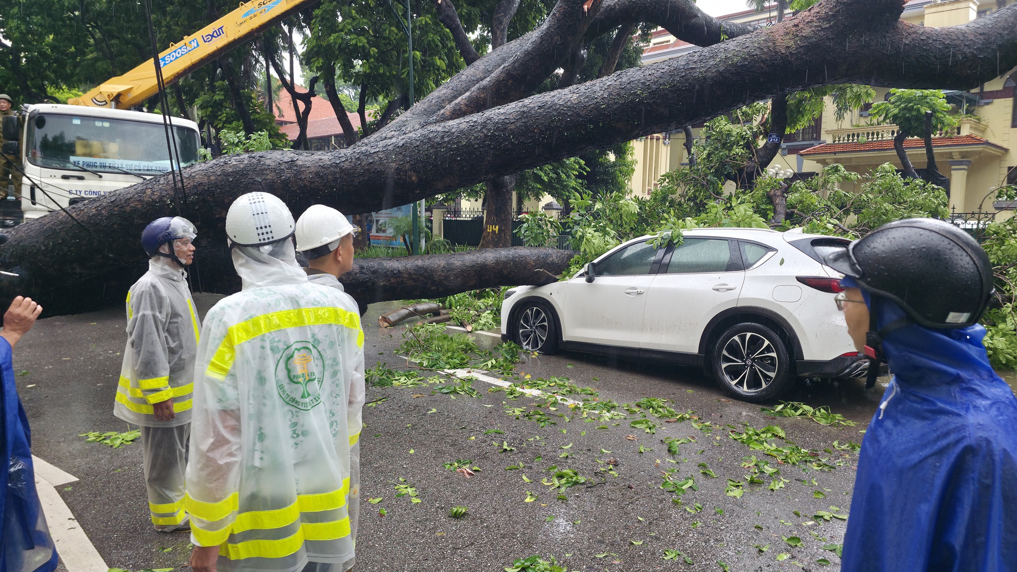 Chủ xe kể 30 giây kinh hoàng khi cây lớn bật gốc đè trúng ô tô giữa phố tại Hà Nội- Ảnh 7. Chủ xe kể 30 giây kinh hoàng khi cây lớn bật gốc đè trúng ô tô giữa phố tại Hà Nội- Ảnh 7.